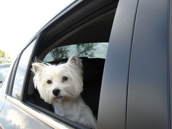 Close-up of dog in car