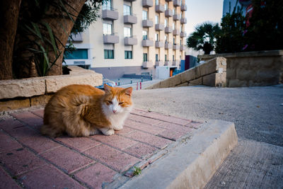 Portrait of a relaxed cat