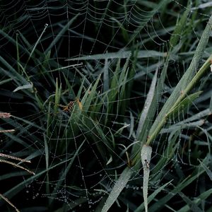 Close-up of grass