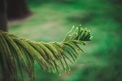 Close-up of fern plant