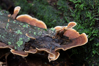 Close-up of mushroom on field