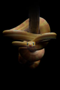 Yellow common tree boa wrapping body around branch against black background in dark studio