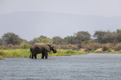 Elephant walking in a lake