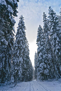 Snow covered trees against sky