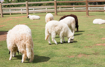 Sheep grazing on field