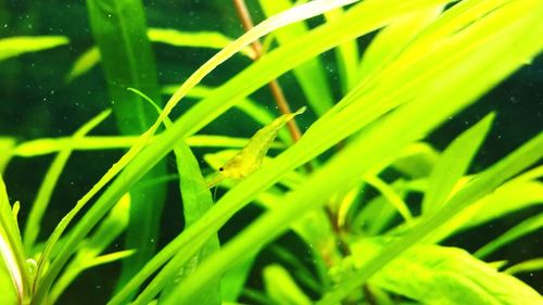 Close-up of wet plants