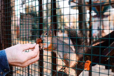 Close-up of hand in cage