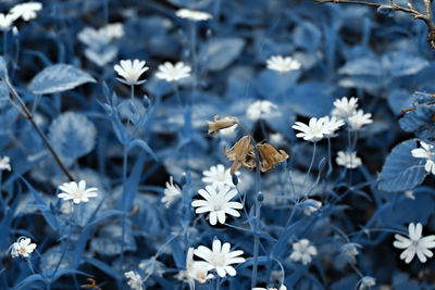 Close-up of white flowering plants