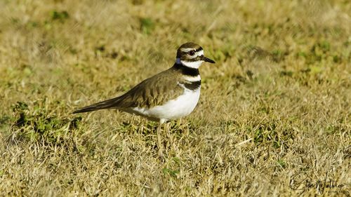 Close-up of bird perching on field