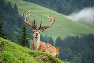 View of deer on mountain