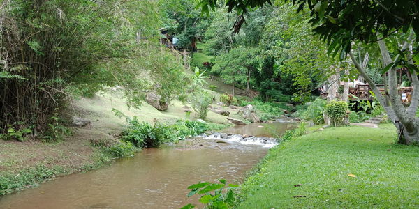 Scenic view of river amidst trees in forest