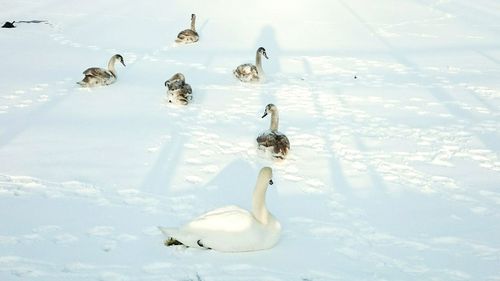 High angle view of swans swimming in lake