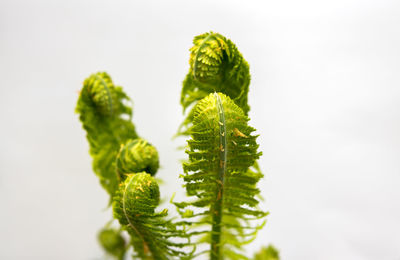 Close-up of fern leaves against white background