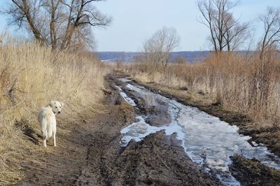 Dog walking in forest