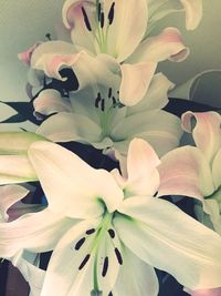 Close-up of white flowers