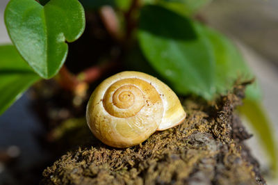 Snail Animal
