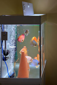 Close-up of swimming in aquarium