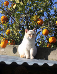 View of a cat on tree