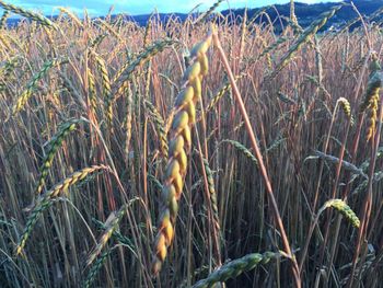 Crop growing in field