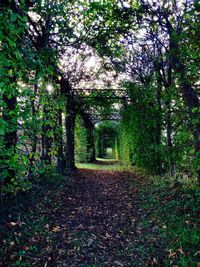 Trees growing in park