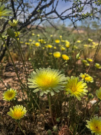 Close-up of yellow flowers blooming outdoors