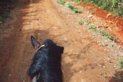 High angle view of black horse on field