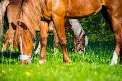 Close-up of horses grazing on field