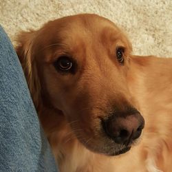 Close-up portrait of dog