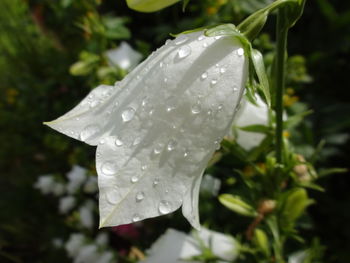 Close-up of raindrops on leaf