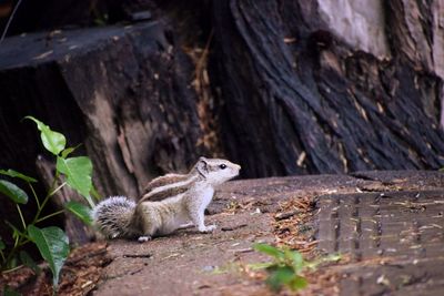 Close-up of squirrel