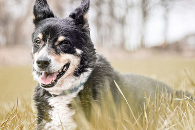 Close-up of dog looking away