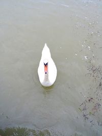 High angle view of swan swimming in lake