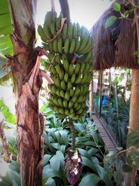 View of fruit growing on tree