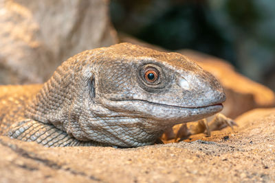 Head shot of a savannah monitor in captivity