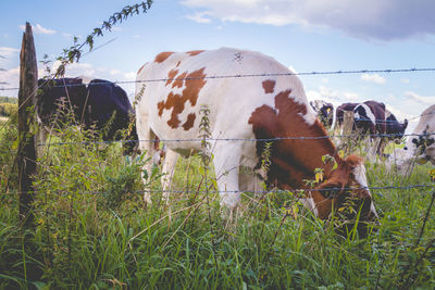 Cow grazing on field against sky