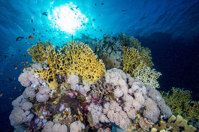 Colorful reef of the red sea against the sun 