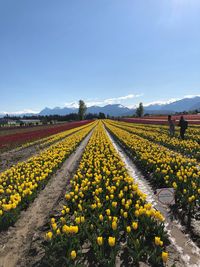 Yellow flowers on field against sky