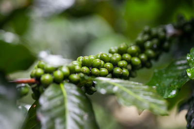 Arabica coffee beans on tree