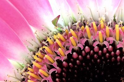 Close-up of fresh pink flowers blooming in garden