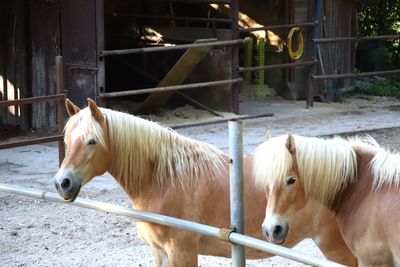 horse