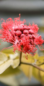 Close-up of pink flowering plant