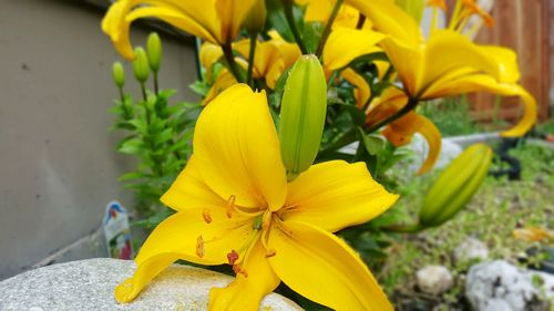 Close-up of yellow day lily blooming outdoors