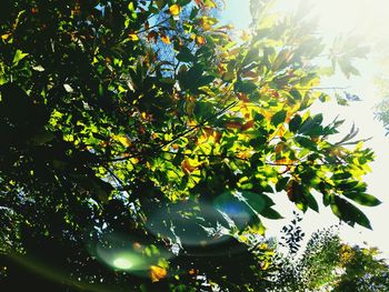 Low angle view of tree leaves on sunny day
