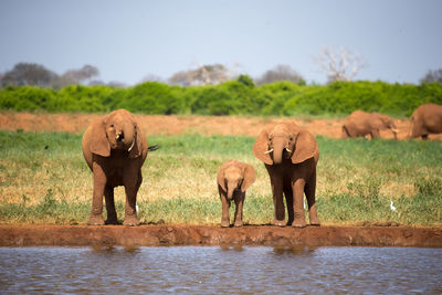 View of elephant standing in water against sky