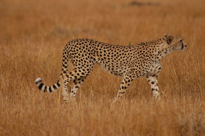 Full length of a cat running