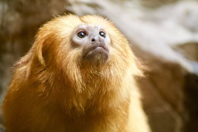 Close-up of monkey looking away
