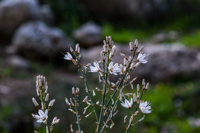 Close-up of white flowers blooming outdoors