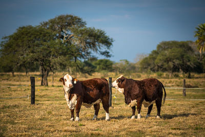 Cows standing in a field