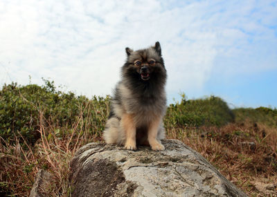 Portrait of cat sitting on rock by field against sky