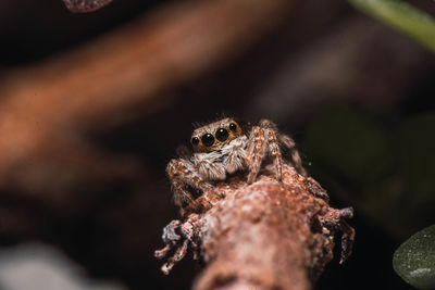 Close-up of spider